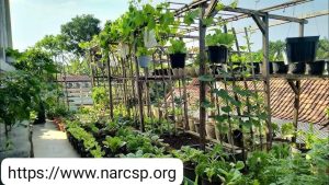 cara memanfaatkan lingkungan halaman rumah